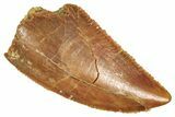 Serrated Raptor Tooth - Real Dinosaur Tooth #371491-1